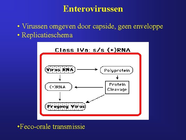 Enterovirussen • Virussen omgeven door capside, geen enveloppe • Replicatieschema • Feco-orale transmissie 