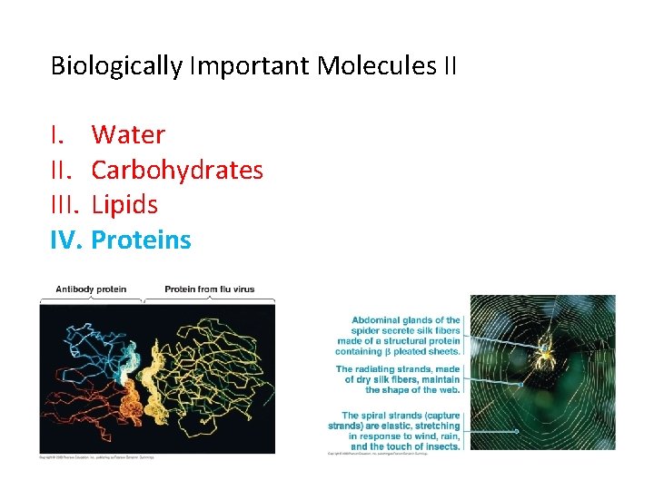 Biologically Important Molecules II I. Water II. Carbohydrates III. Lipids IV. Proteins 