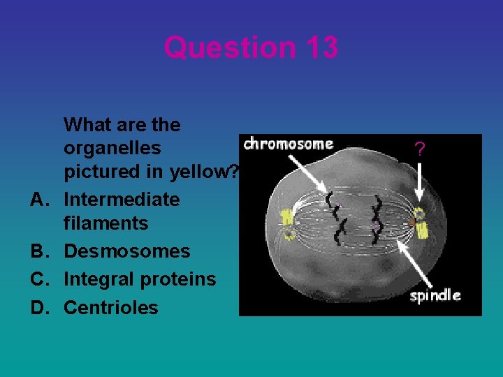 Question 13 A. B. C. D. What are the organelles pictured in yellow? Intermediate