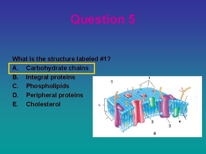 Question 5 What is the structure labeled #1? A. Carbohydrate chains B. Integral proteins