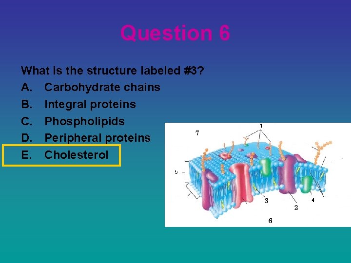 Question 6 What is the structure labeled #3? A. Carbohydrate chains B. Integral proteins