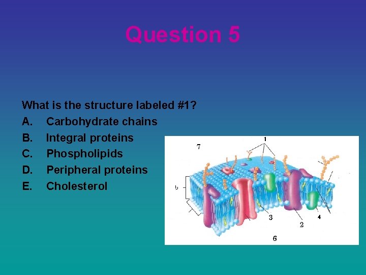 Question 5 What is the structure labeled #1? A. Carbohydrate chains B. Integral proteins