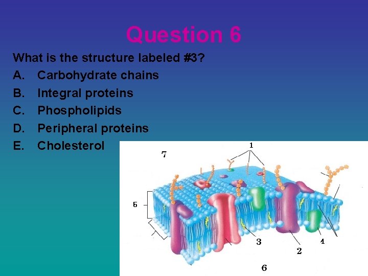 Question 6 What is the structure labeled #3? A. Carbohydrate chains B. Integral proteins