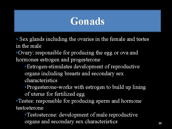 Gonads • Sex glands including the ovaries in the female and testes in the