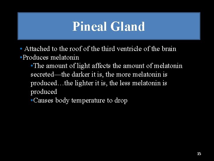 Pineal Gland • Attached to the roof of the third ventricle of the brain