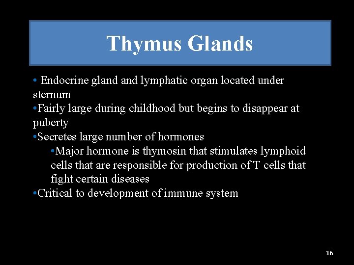 Thymus Glands • Endocrine gland lymphatic organ located under sternum • Fairly large during