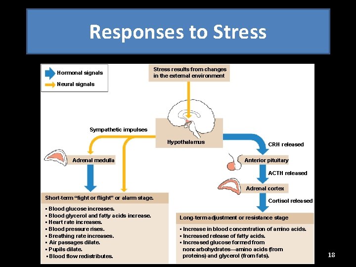 Responses to Stress results from changes in the external environment Hormonal signals Neural signals