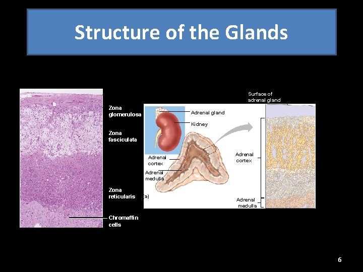 Structure of the Glands Surface of adrenal gland Capsule Zona glomerulosa Connective tissue capsule