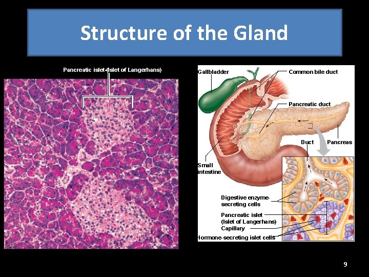 Structure of the Gland Pancreatic islet (Islet of Langerhans) Gallbladder Common bile duct Pancreatic