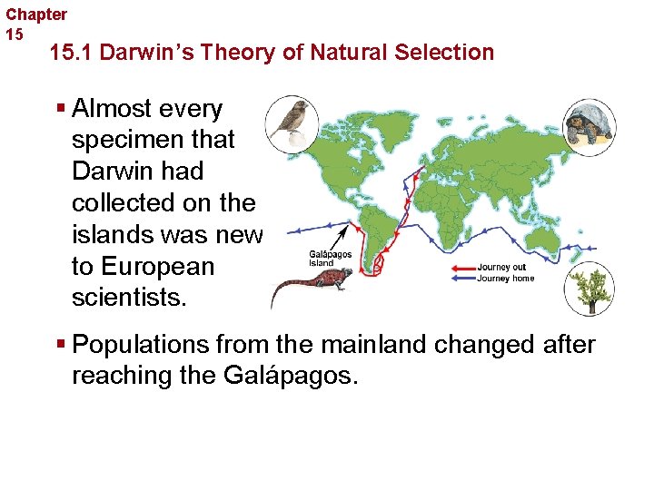 Chapter 15 Evolution 15. 1 Darwin’s Theory of Natural Selection § Almost every specimen