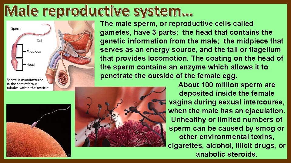 勃起不全脊髄損傷の治療