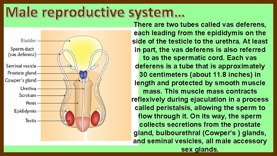 Male reproductive system… There are two tubes called vas deferens, each leading from the Male reproductive system… There are two tubes called vas deferens, each leading from the