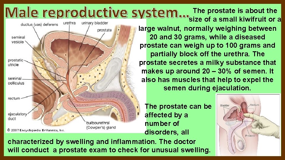 The prostate is about the Male reproductive system…size of a small kiwifruit or a The prostate is about the Male reproductive system…size of a small kiwifruit or a