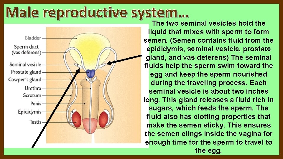 Male reproductive system… The two seminal vesicles hold the liquid that mixes with sperm Male reproductive system… The two seminal vesicles hold the liquid that mixes with sperm