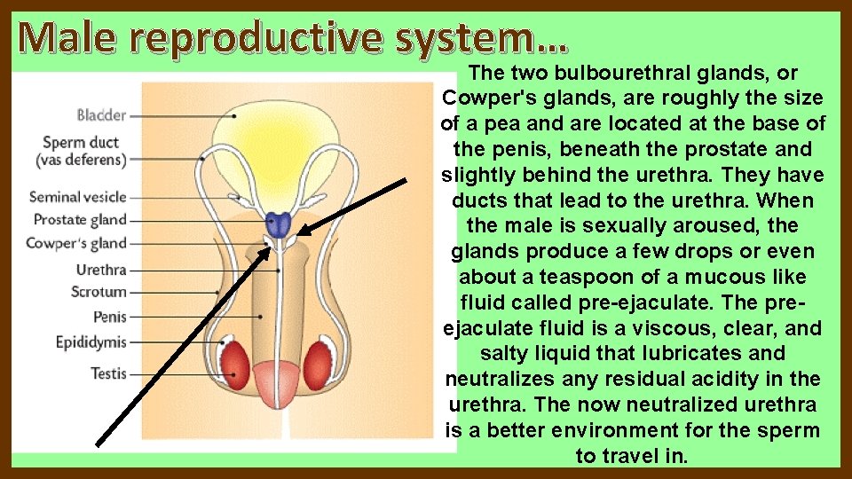 Male reproductive system… The two bulbourethral glands, or Cowper's glands, are roughly the size Male reproductive system… The two bulbourethral glands, or Cowper's glands, are roughly the size