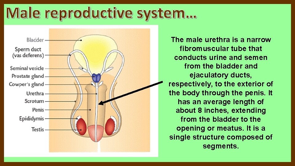 Male reproductive system… The male urethra is a narrow fibromuscular tube that conducts urine Male reproductive system… The male urethra is a narrow fibromuscular tube that conducts urine