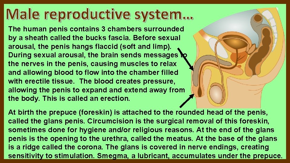 Male reproductive system… The human penis contains 3 chambers surrounded by a sheath called Male reproductive system… The human penis contains 3 chambers surrounded by a sheath called