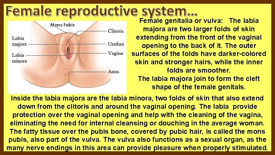 Female reproductive Female system… genitalia or vulva: Mons Pubis The labia majora are two Female reproductive Female system… genitalia or vulva: Mons Pubis The labia majora are two