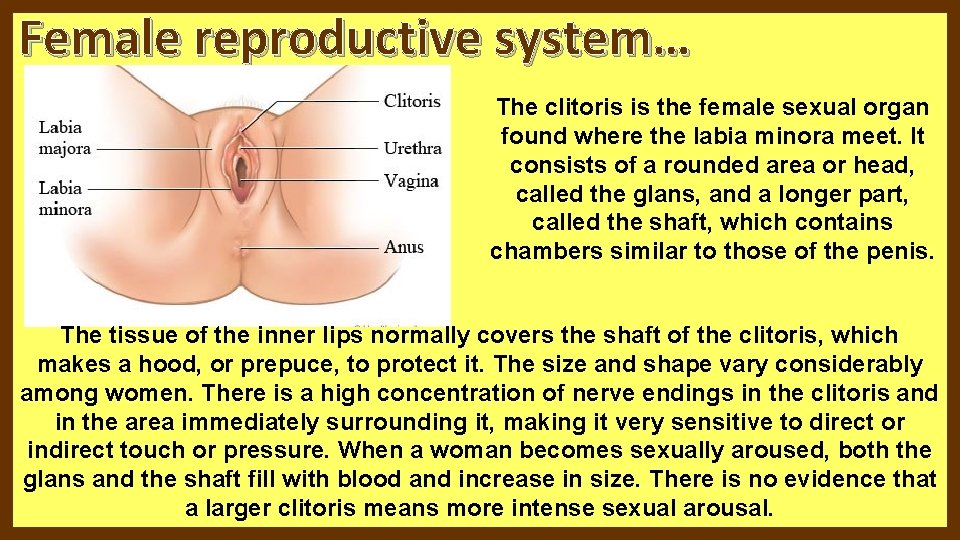 Female reproductive system… The clitoris is the female sexual organ found where the labia Female reproductive system… The clitoris is the female sexual organ found where the labia
