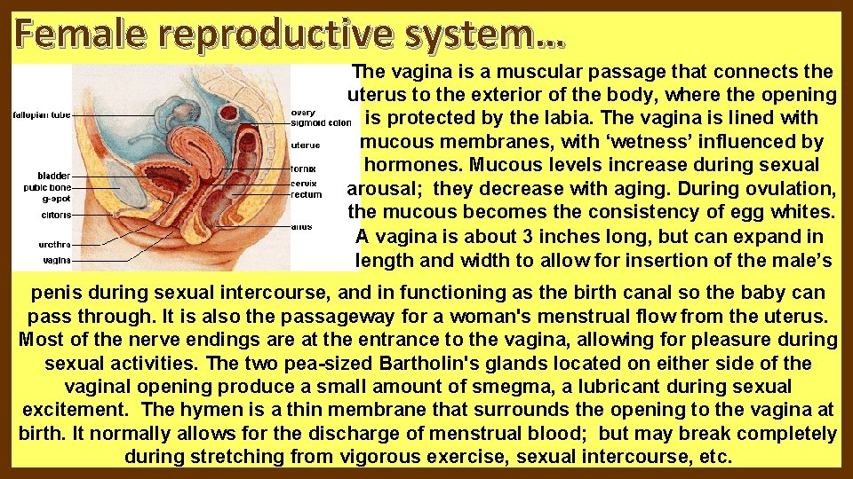 Female reproductive system… The vagina is a muscular passage that connects the uterus to Female reproductive system… The vagina is a muscular passage that connects the uterus to