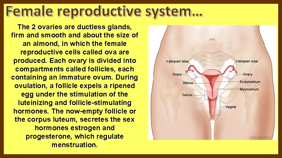 Female reproductive system… The 2 ovaries are ductless glands, firm and smooth and about Female reproductive system… The 2 ovaries are ductless glands, firm and smooth and about