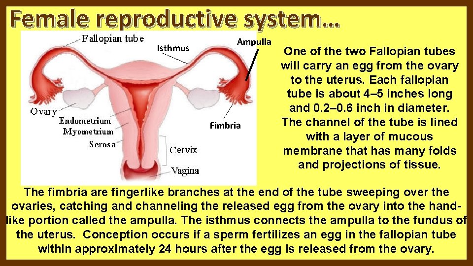 Female reproductive system… Isthmus Ampulla Fimbria One of the two Fallopian tubes will carry Female reproductive system… Isthmus Ampulla Fimbria One of the two Fallopian tubes will carry