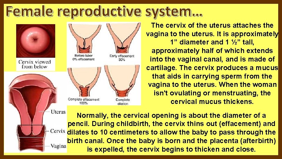 Female reproductive system… The cervix of the uterus attaches the vagina to the uterus. Female reproductive system… The cervix of the uterus attaches the vagina to the uterus.