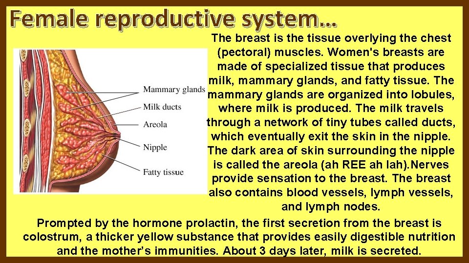 Female reproductive system… The breast is the tissue overlying the chest (pectoral) muscles. Women's Female reproductive system… The breast is the tissue overlying the chest (pectoral) muscles. Women's