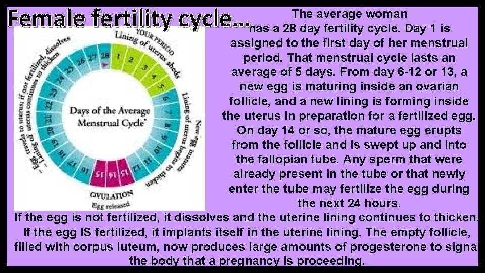 Female fertility cycle… The average woman has a 28 day fertility cycle. Day 1 Female fertility cycle… The average woman has a 28 day fertility cycle. Day 1
