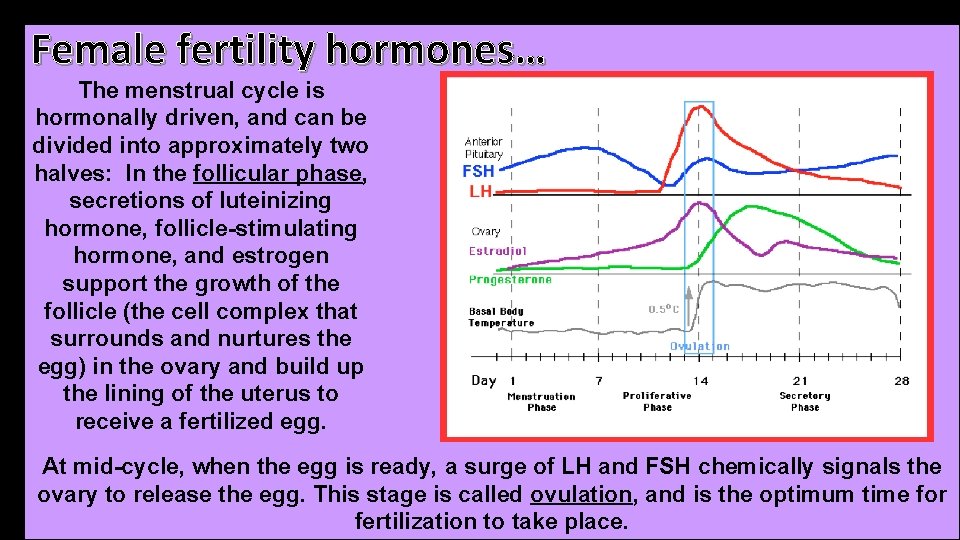 Female fertility hormones… The menstrual cycle is hormonally driven, and can be divided into Female fertility hormones… The menstrual cycle is hormonally driven, and can be divided into