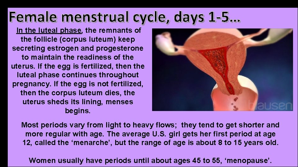 Female menstrual cycle, days 1 -5… In the luteal phase, the remnants of the Female menstrual cycle, days 1 -5… In the luteal phase, the remnants of the