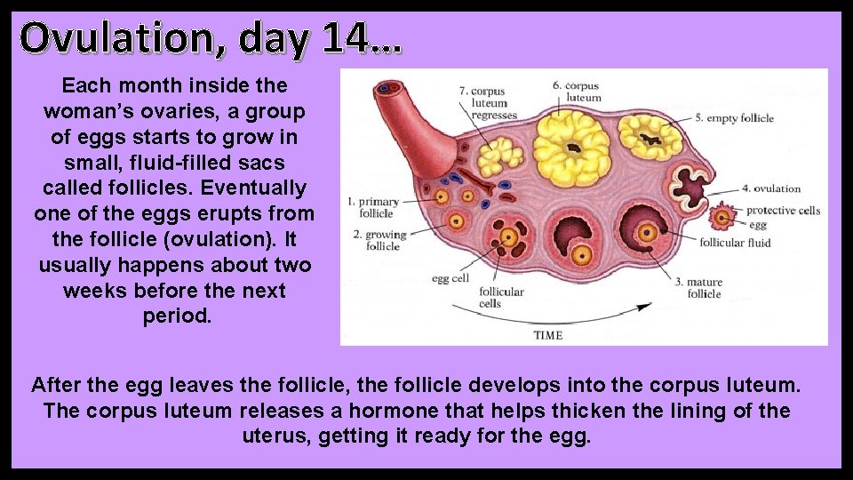 Ovulation, day 14… Each month inside the woman’s ovaries, a group of eggs starts Ovulation, day 14… Each month inside the woman’s ovaries, a group of eggs starts