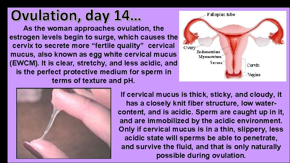 Ovulation, day 14… As the woman approaches ovulation, the estrogen levels begin to surge, Ovulation, day 14… As the woman approaches ovulation, the estrogen levels begin to surge,