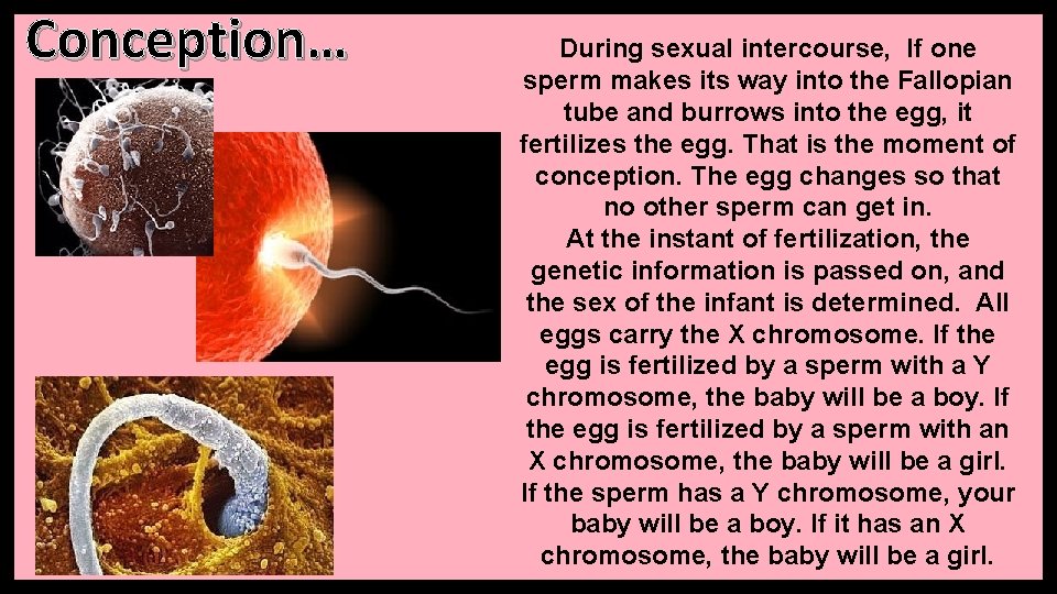 Conception… During sexual intercourse, If one sperm makes its way into the Fallopian tube Conception… During sexual intercourse, If one sperm makes its way into the Fallopian tube