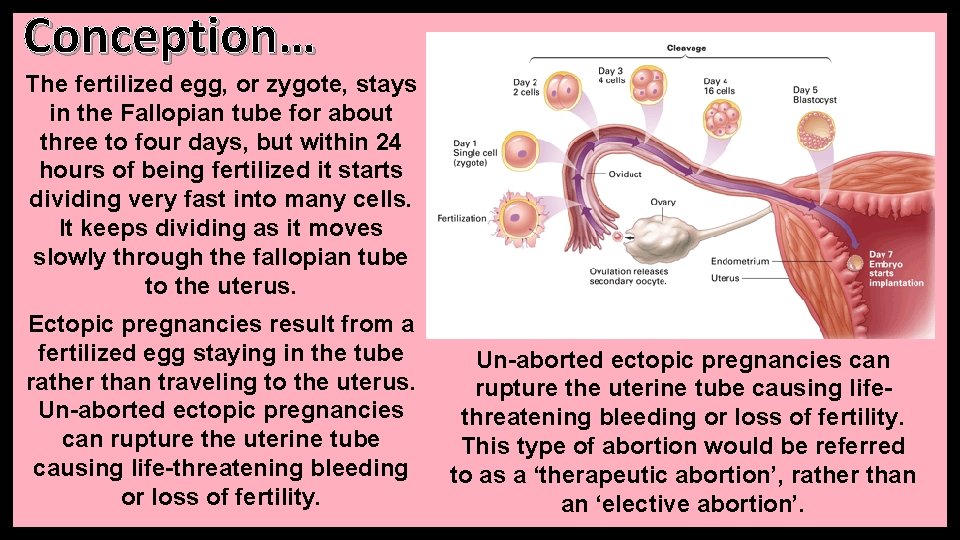 Conception… The fertilized egg, or zygote, stays in the Fallopian tube for about three Conception… The fertilized egg, or zygote, stays in the Fallopian tube for about three
