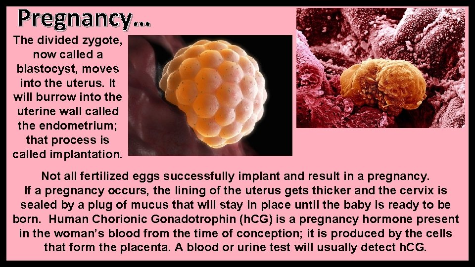 Pregnancy… The divided zygote, now called a blastocyst, moves into the uterus. It will Pregnancy… The divided zygote, now called a blastocyst, moves into the uterus. It will