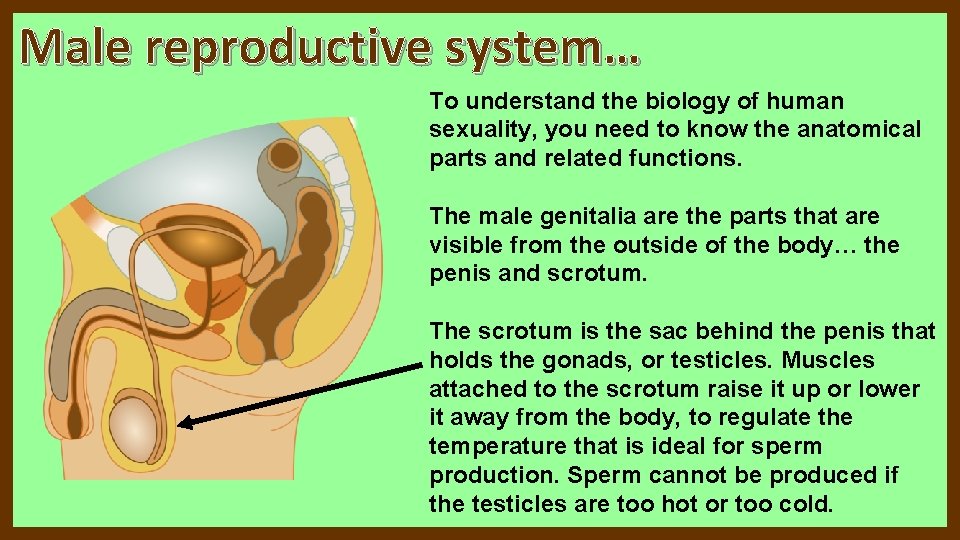 Male reproductive system… To understand the biology of human sexuality, you need to know Male reproductive system… To understand the biology of human sexuality, you need to know