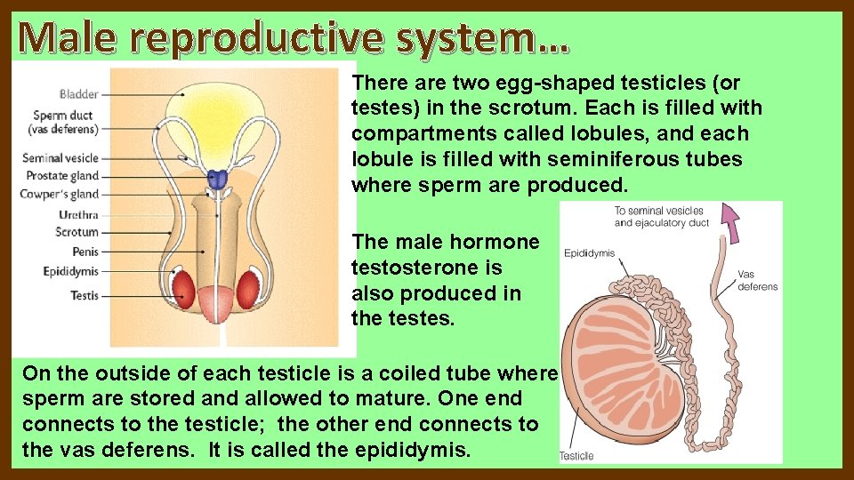 Male reproductive system… There are two egg-shaped testicles (or testes) in the scrotum. Each Male reproductive system… There are two egg-shaped testicles (or testes) in the scrotum. Each