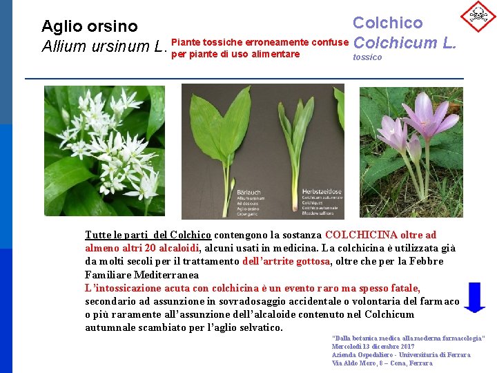 Colchico Aglio orsino Colchicum L. Allium ursinum L. Piante tossiche erroneamente confuse per piante