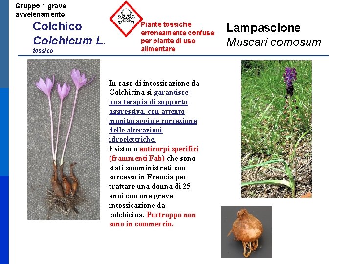 Gruppo 1 grave avvelenamento Colchicum L. tossico Piante tossiche erroneamente confuse per piante di