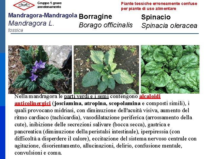 Gruppo 1 grave avvelenamento Piante tossiche erroneamente confuse per piante di uso alimentare Mandragora-Mandragola