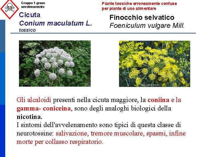 Gruppo 1 grave avvelenamento Cicuta Conium maculatum L. tossico Piante tossiche erroneamente confuse per