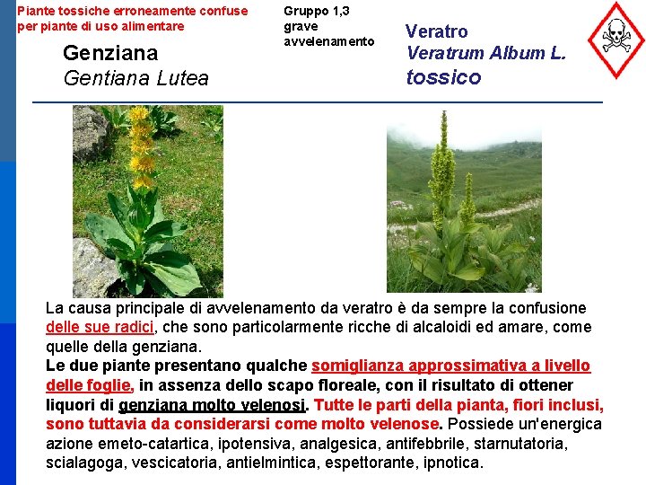 Piante tossiche erroneamente confuse per piante di uso alimentare Genziana Gentiana Lutea Gruppo 1,