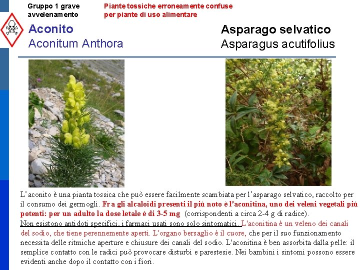 Gruppo 1 grave avvelenamento Piante tossiche erroneamente confuse per piante di uso alimentare Aconito