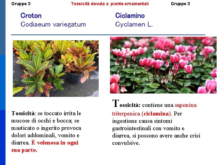 Gruppo 3 Tossicità dovuta a piante ornamentali Croton Codiaeum variegatum Gruppo 3 Ciclamino Cyclamen