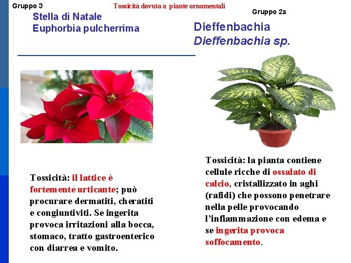 Gruppo 3 Tossicità dovuta a piante ornamentali Stella di Natale Euphorbia pulcherrima Tossicità: il