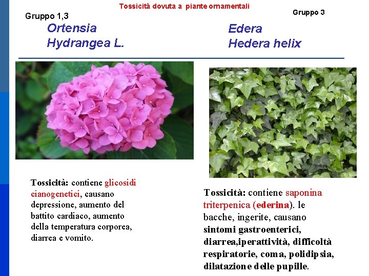 Tossicità dovuta a piante ornamentali Gruppo 1, 3 Ortensia Hydrangea L. Tossicità: contiene glicosidi