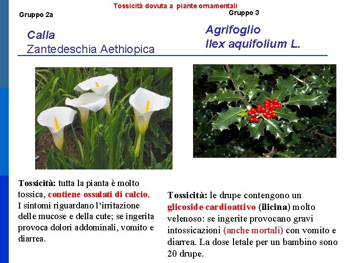 Gruppo 2 a Tossicità dovuta a piante ornamentali Gruppo 3 Calla Zantedeschia Aethiopica Tossicità: