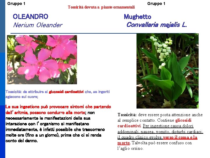 Gruppo 1 Tossicità dovuta a piante ornamentali OLEANDRO Nerium Oleander Gruppo 1 Mughetto Convallaria