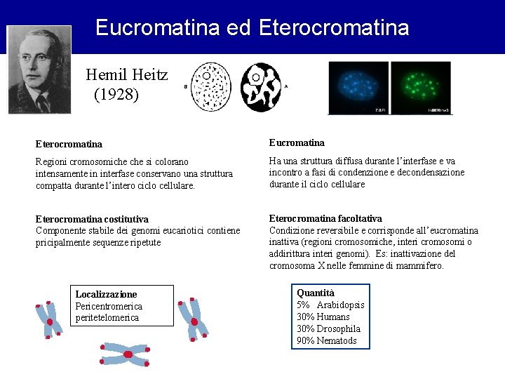 Eucromatina ed Eterocromatina Hemil Heitz (1928) Eterocromatina Eucromatina Regioni cromosomiche si colorano intensamente in